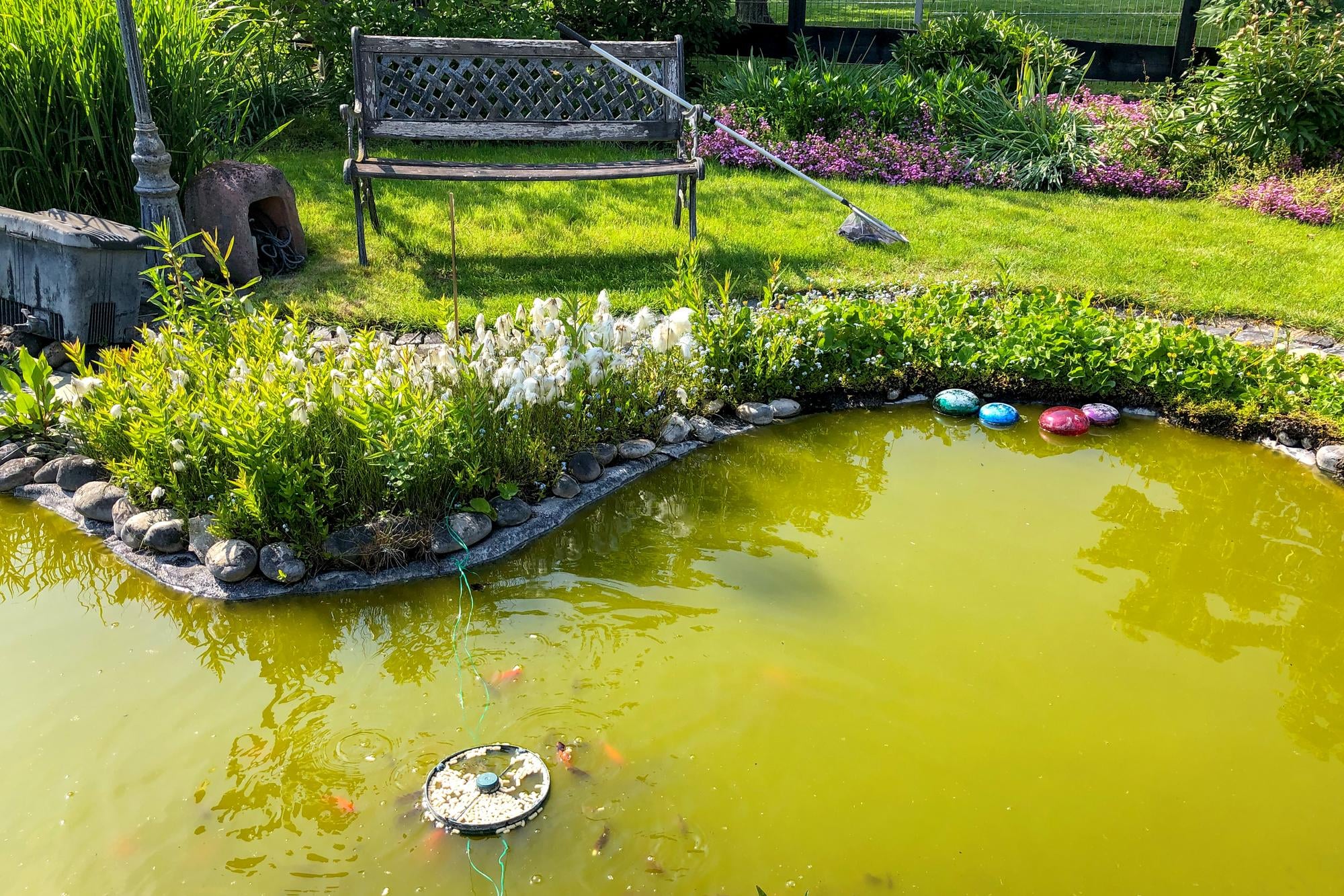 bassin de jardin avec eau trouble et dépôts visibles signalant un besoin d’entretien et de nettoyage