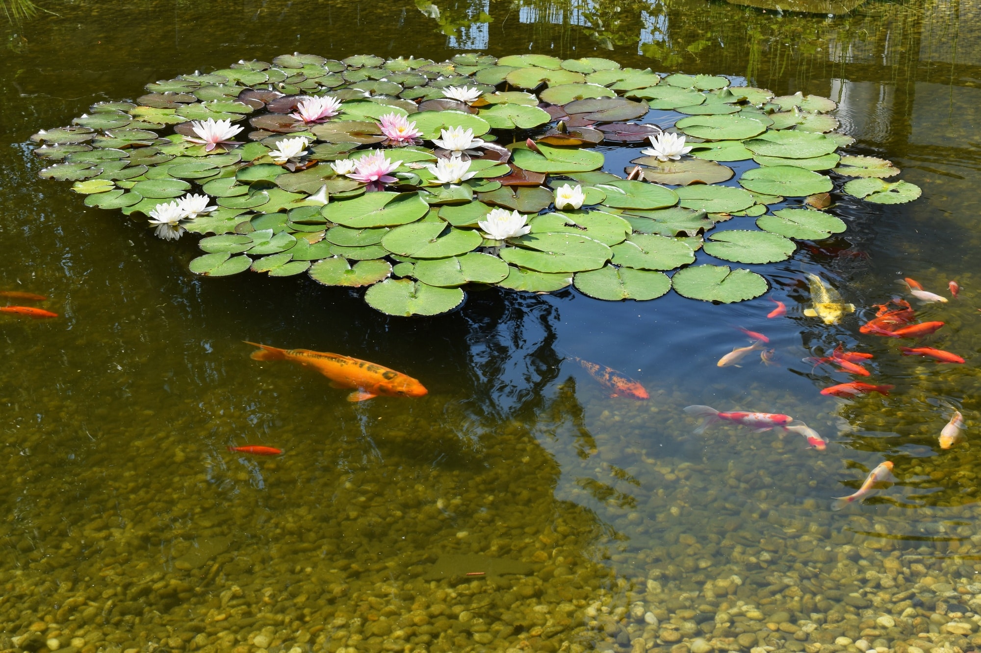 Bassin de jardin avec des carpes koï évoluant dans une eau calme et décorative