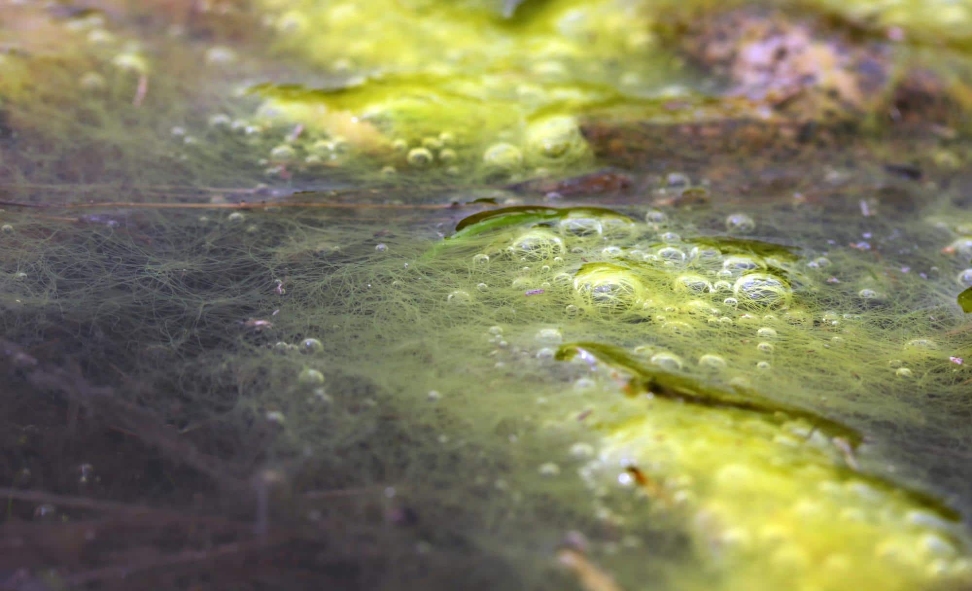 Algues filamenteuses vertes envahissant un bassin de jardin.