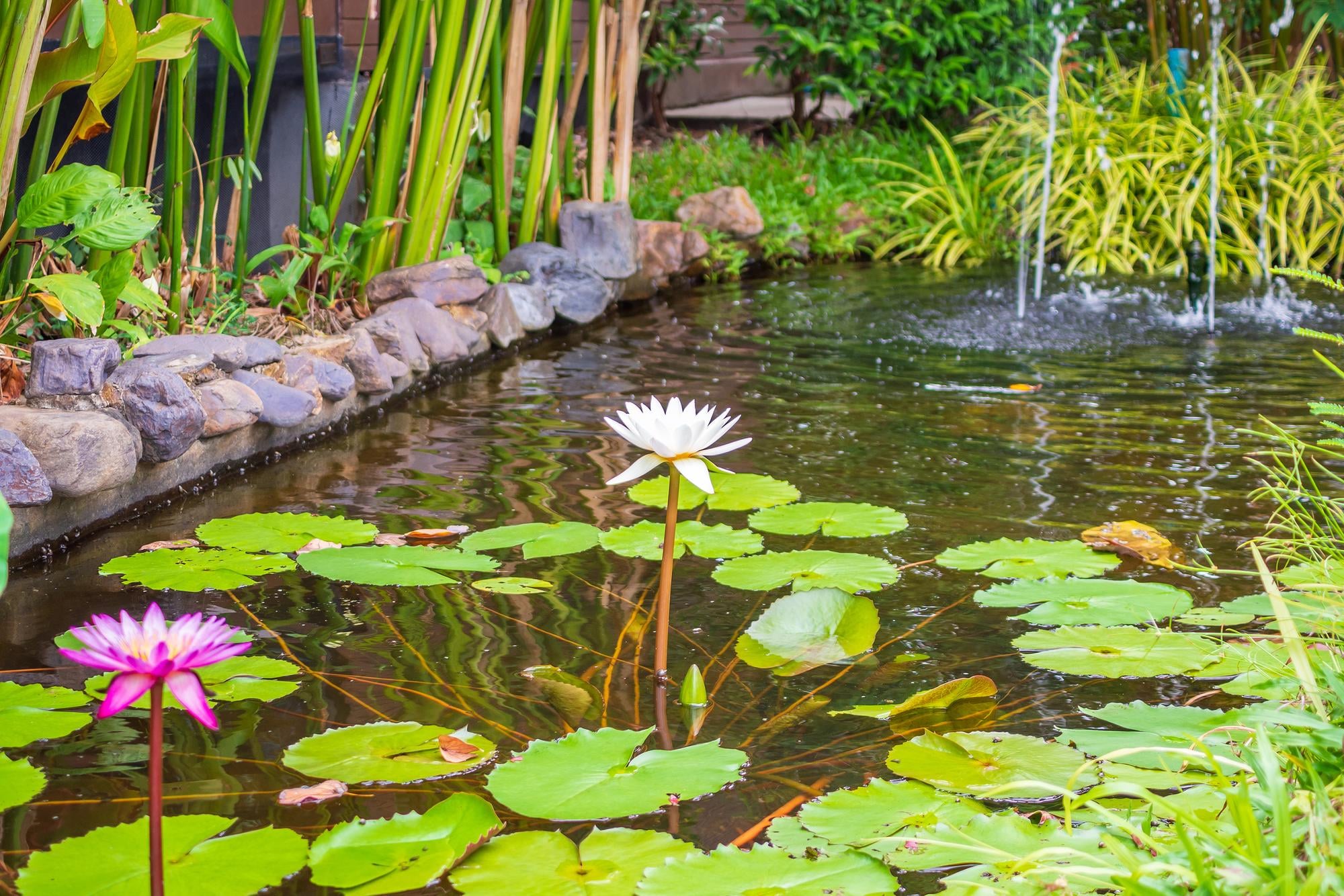 Bassin de jardin avec nénuphars et fleurs de lotus en pleine floraison.
