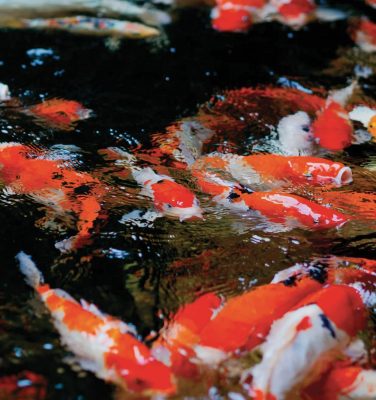 étang paysager peuplé de poissons koi japonais aux couleurs vives évoluant à la surface de l’eau