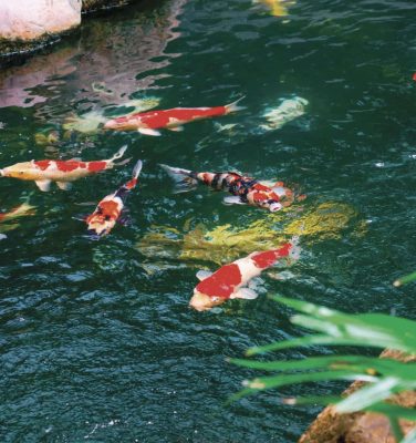 Carpe koï nageant dans un bassin de jardin japonais pour une ambiance zen et harmonieuse